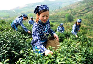 安徽今年前五个月出口茶叶2.6万吨 比去年同期增长3.2%