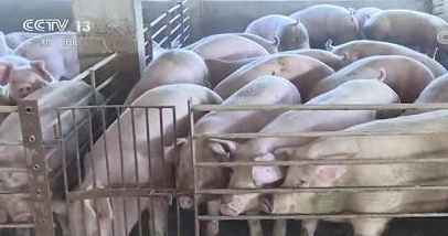 六部门联合印发关于促进生猪产业持续健康发展的意见