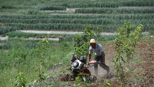 陕西持续加大产业发展支持力度 多措并举增加农民收入