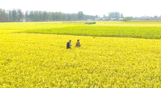 河南已连续4年粮食总产量突破1300亿斤 “中原粮仓”实至名归
