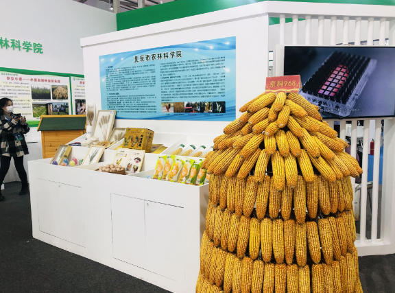“玉米自交系”抢眼 种业振兴北京带头作用凸显