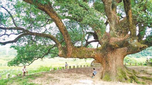 黄梅县香樟园生态旅游区文旅赋能 助力乡村振兴