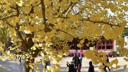 11月上旬北京进入银杏最佳观赏期 市民秋游的好时机