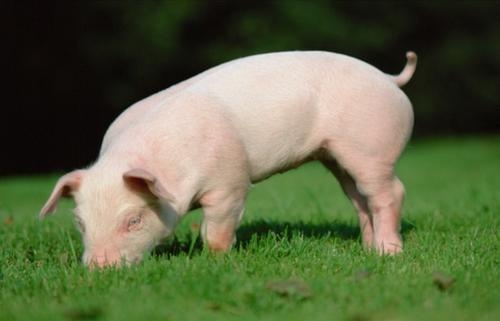 豬企對生豬期貨的熱情能持續嗎？四季度生豬期貨又能為豬企帶來什么？