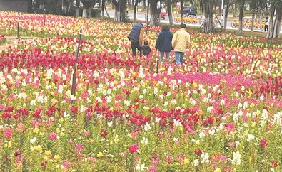 花海赏心悦目 游客不文明行为却煞风景