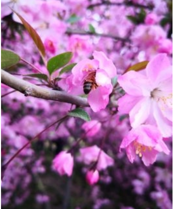 东湖樱花园扩建至520余亩 已开启夜间赏樱模式